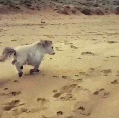 e7be67962979a3eae66.gif