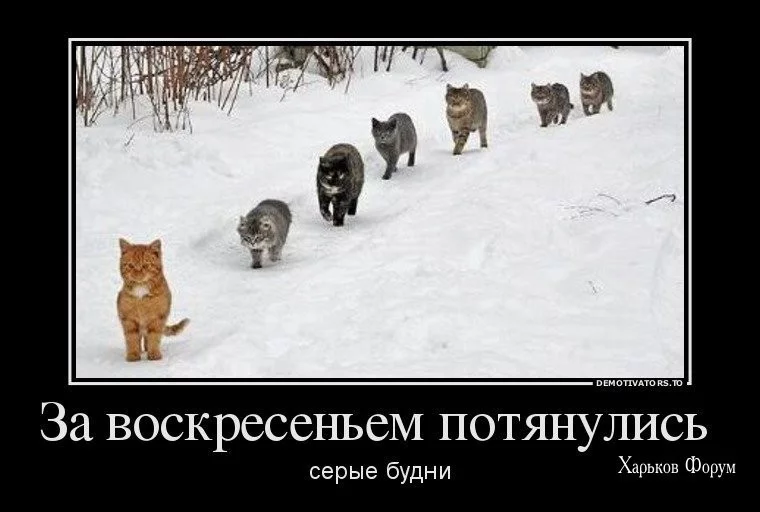 e7c43082297be4fd556.webp