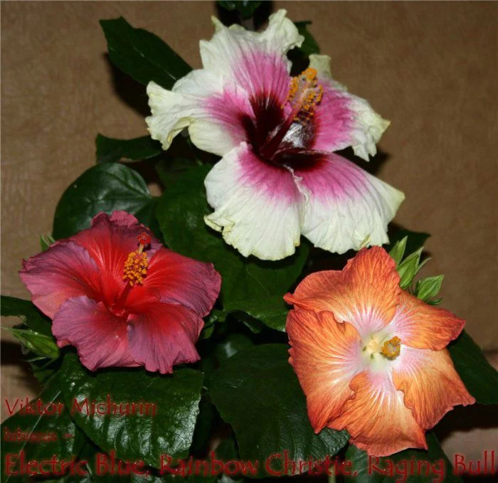 e7e690fb2cb5b4ebc3fc6a531243dc1d.webp