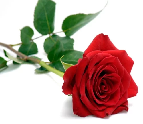 e7hdfg.webp