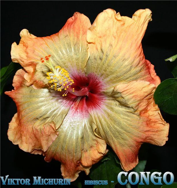e8de0e855872aa76ad1240336d7c6378.webp