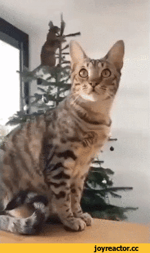 e906a550132cce651.gif