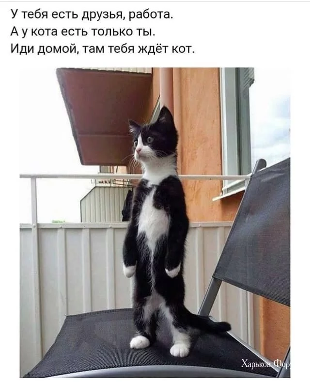 e91801c2b69545fa28ab56.webp