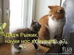 e9555e1752780b648c2f45e.webp
