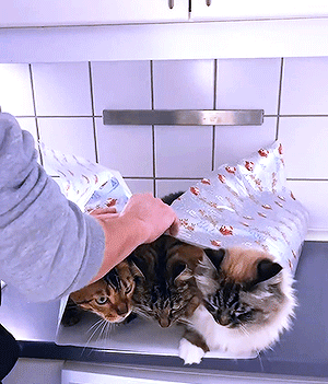 e9a5fa7cc4744346c9f98e008e0061459a89a0d9.gif