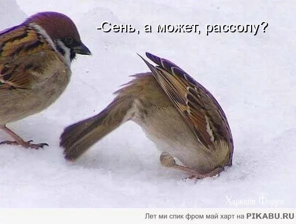 e9a733412c2bb69318a5f83d.webp