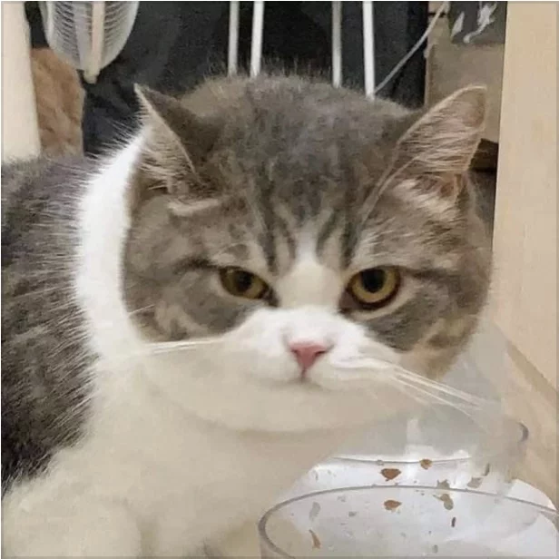 E9ZCXnSXEAIYvn5?format=jpg&name=small.webp