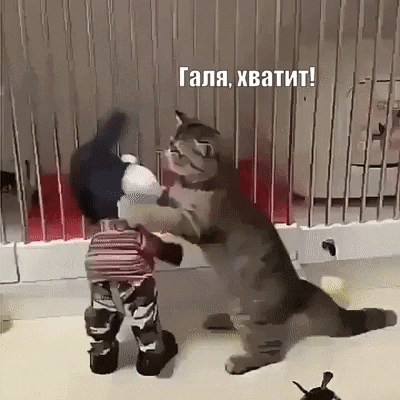 ea514269f8d9d679309fa.gif