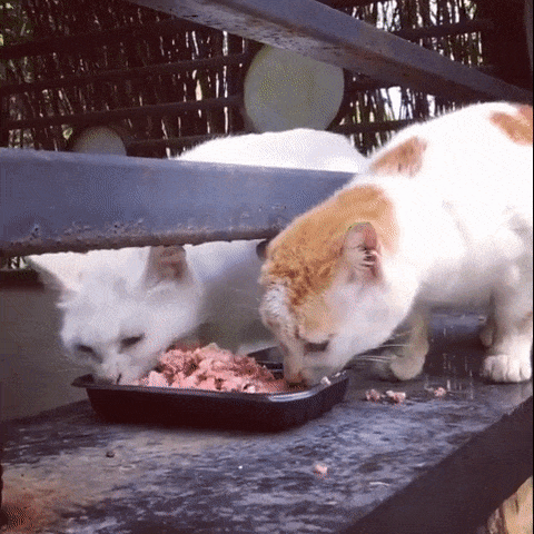 ea52810d2b0b36c1e6428c17.gif