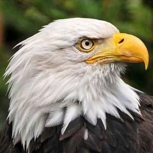 eagle_in_profile_01.webp