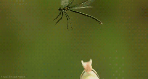 eajjg5.gif