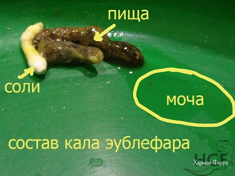 eb77db73a717e5851.webp