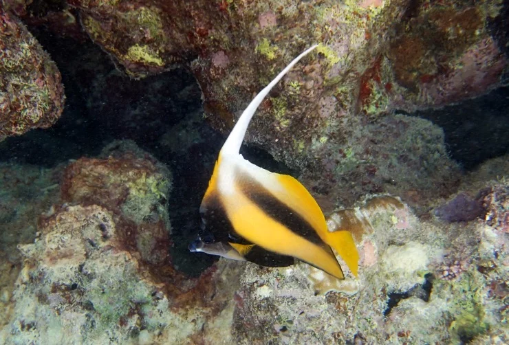 ebeg6h.webp