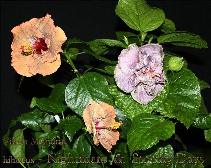 ec1e5684b49384deb64a7216961a84ef.webp