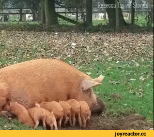 ec41e65d3939a89fd0d13155.gif