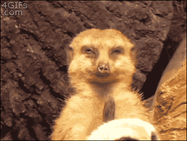 ecea6d.gif