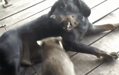 ech2gc.gif