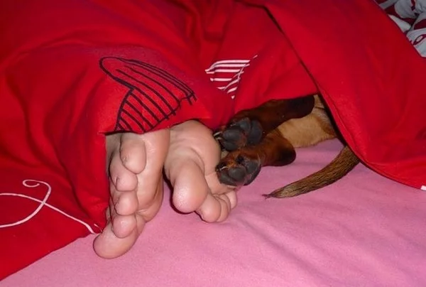eche6a.webp