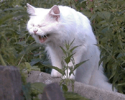 ecjb5j.gif