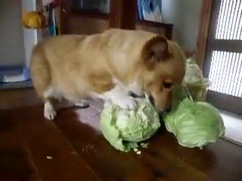 ed0b44b1d551d1f0b7f7816.gif