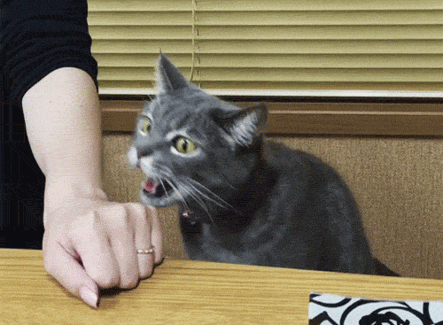 ed440cf9e560685a.gif