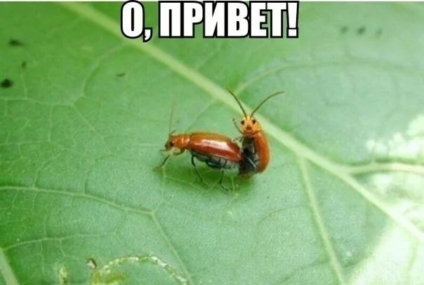 ed58a1ca6b3a37d953f4c7a63490796d.webp