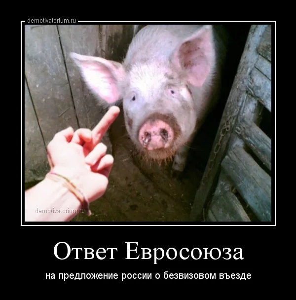 ed6ede.webp