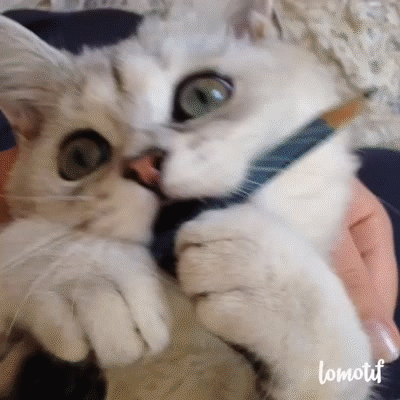 ED6Ivz.gif