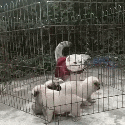 ed9jee.gif
