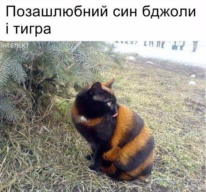 edac1c.webp