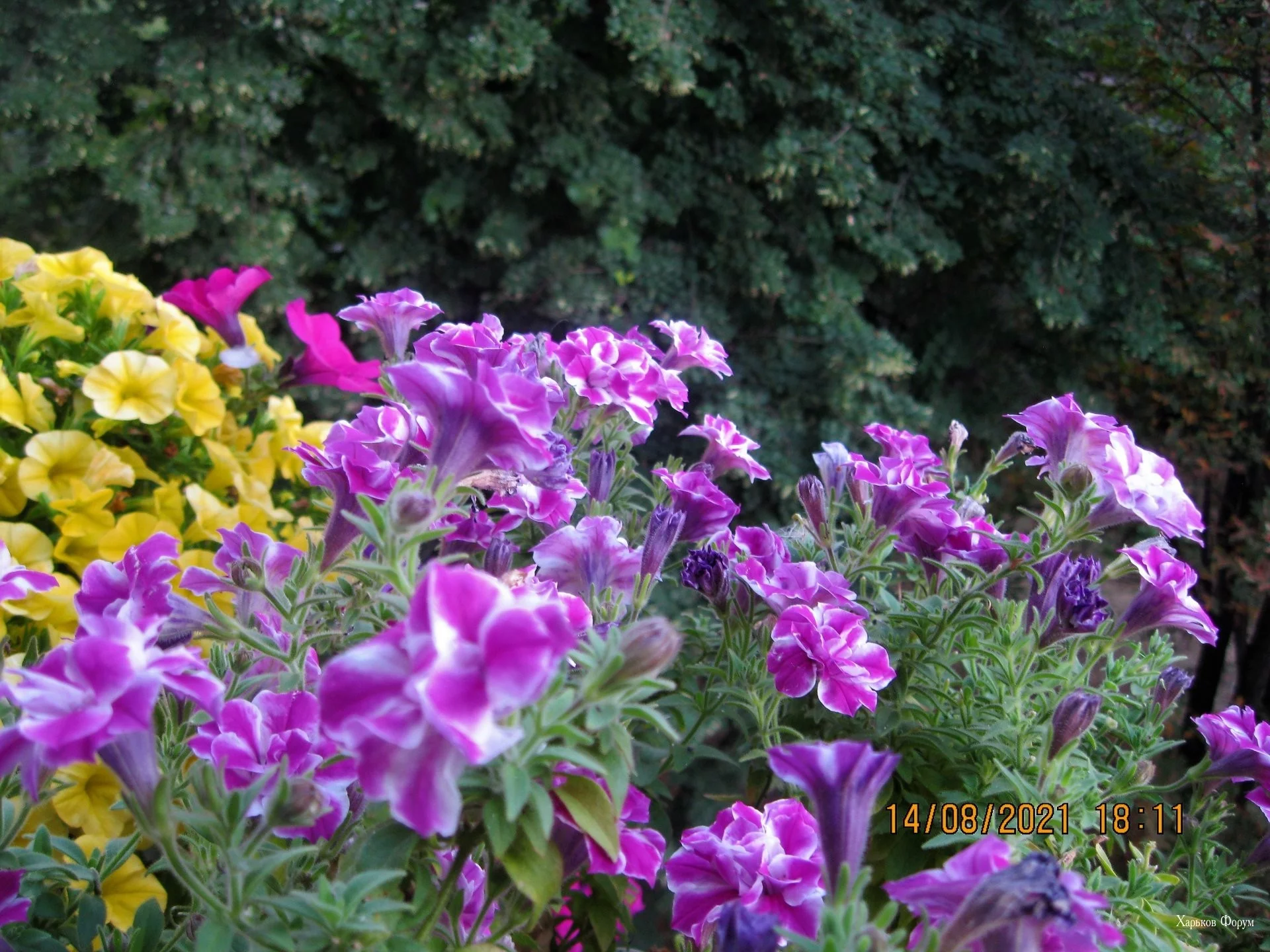 ee18e5c219513f2cd6.webp