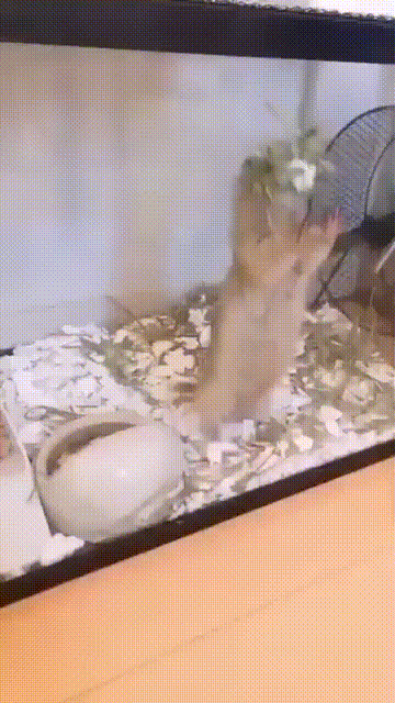 ee4c2e3808e128a4bb729.gif