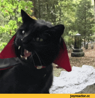 ee6d98de6bde3ad6.gif