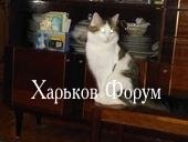 ef1a30837f5a826bce2c.jpg