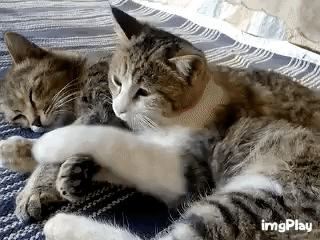 ef7089ad562e7f2c3f2.gif
