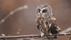 ef80d9b0b6cc81f93.gif