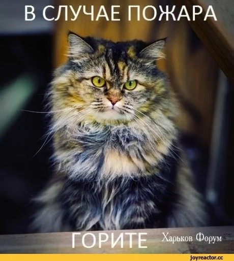 efe08c3f894d1e40dd66dc12.webp