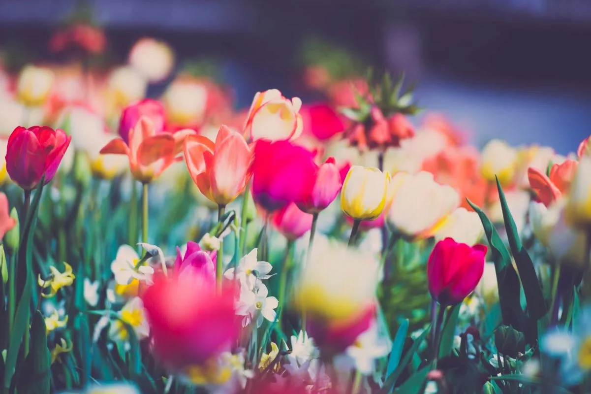efhj6c.webp
