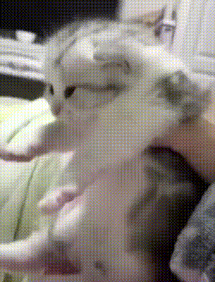 eg4eah.gif