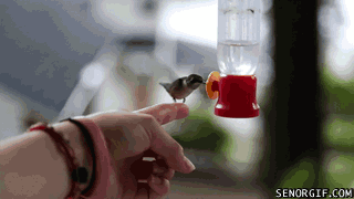 eg5bjb.gif