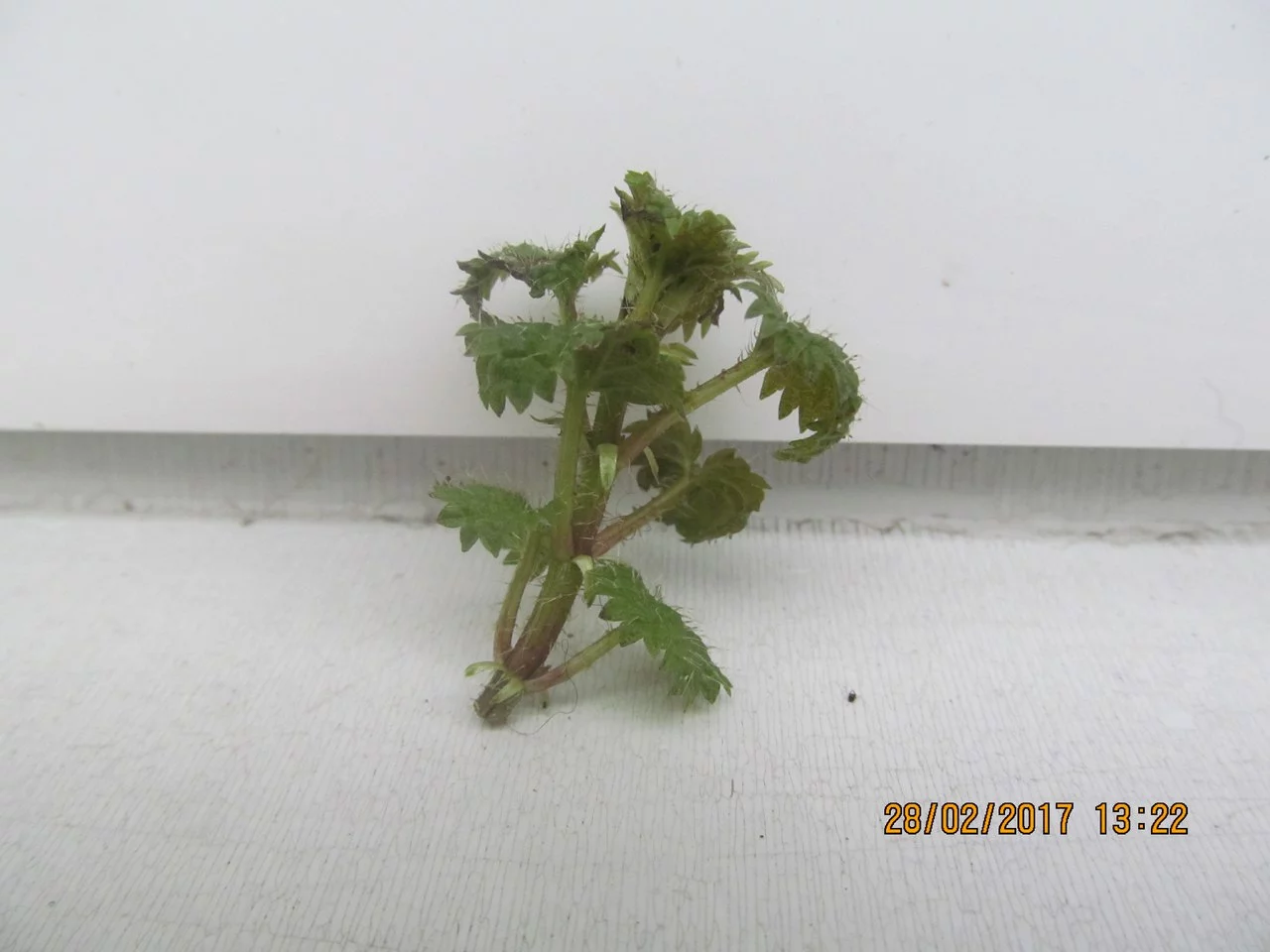 ehach3.webp