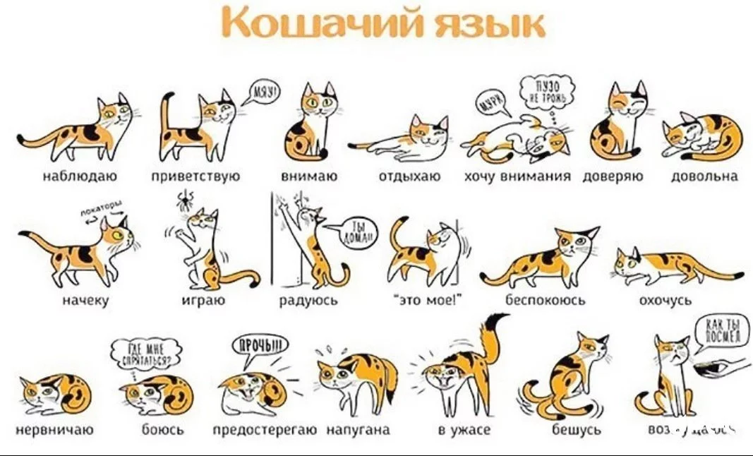 EHEMEyKW4AENn9E.webp