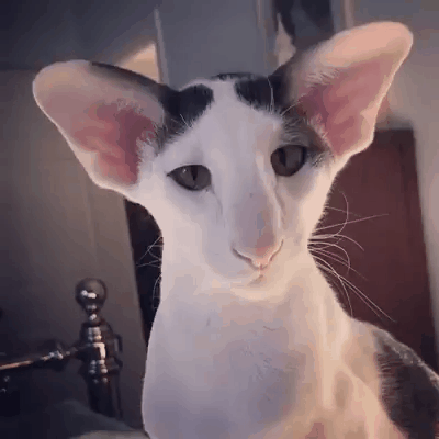 ehhe7f.gif