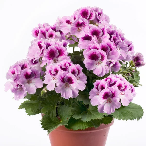 eja7gd.webp