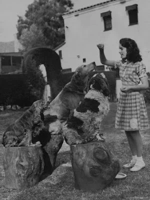 elizabeth%2Btaylor%2Btraining%2Bdogs.webp