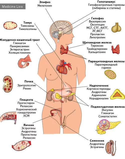 endocrin-system.webp