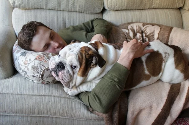English-Bulldog-hugs1.webp