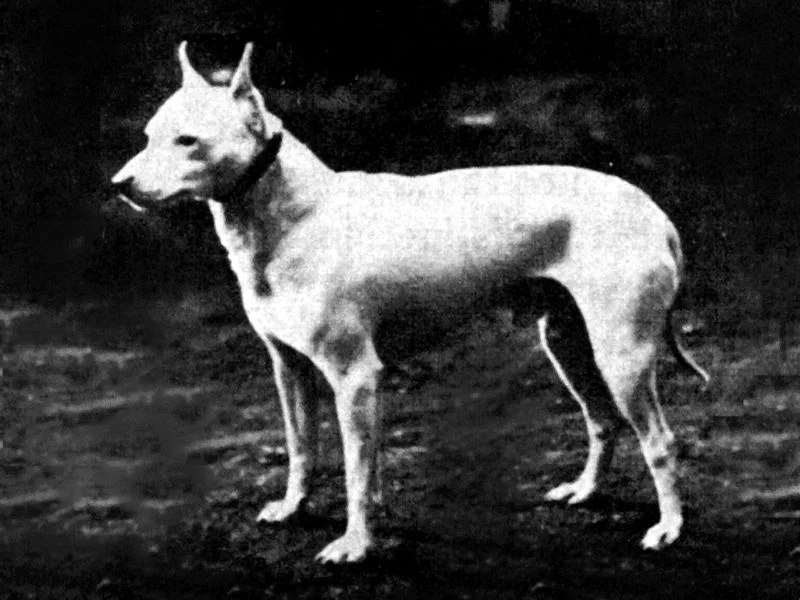 English_White_Terrier_1890.webp
