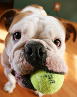 englishbulldog-ver.jpg