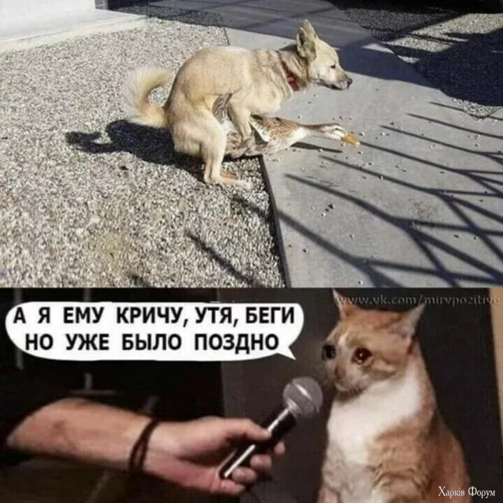 enz.webp